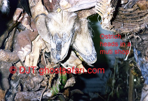 Ostrich Heads in a Muti Shop  (c) DJT